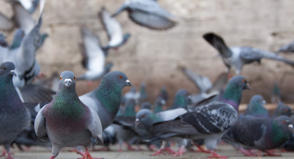 Pigeons