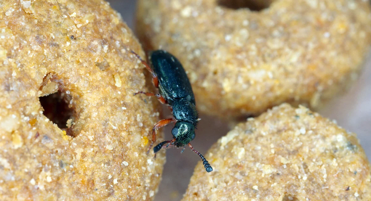 Copra beetle/red legged ham beetle