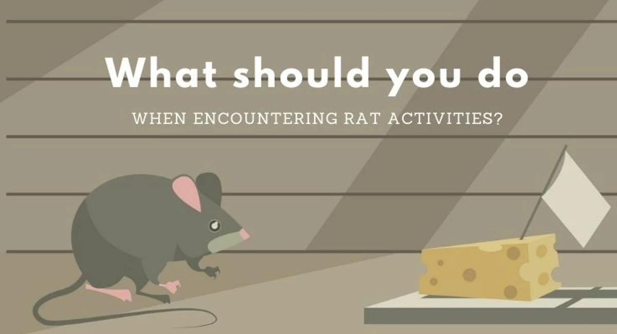 debugged blog what we need to know when dealing with rats what to do when encountering rat activities