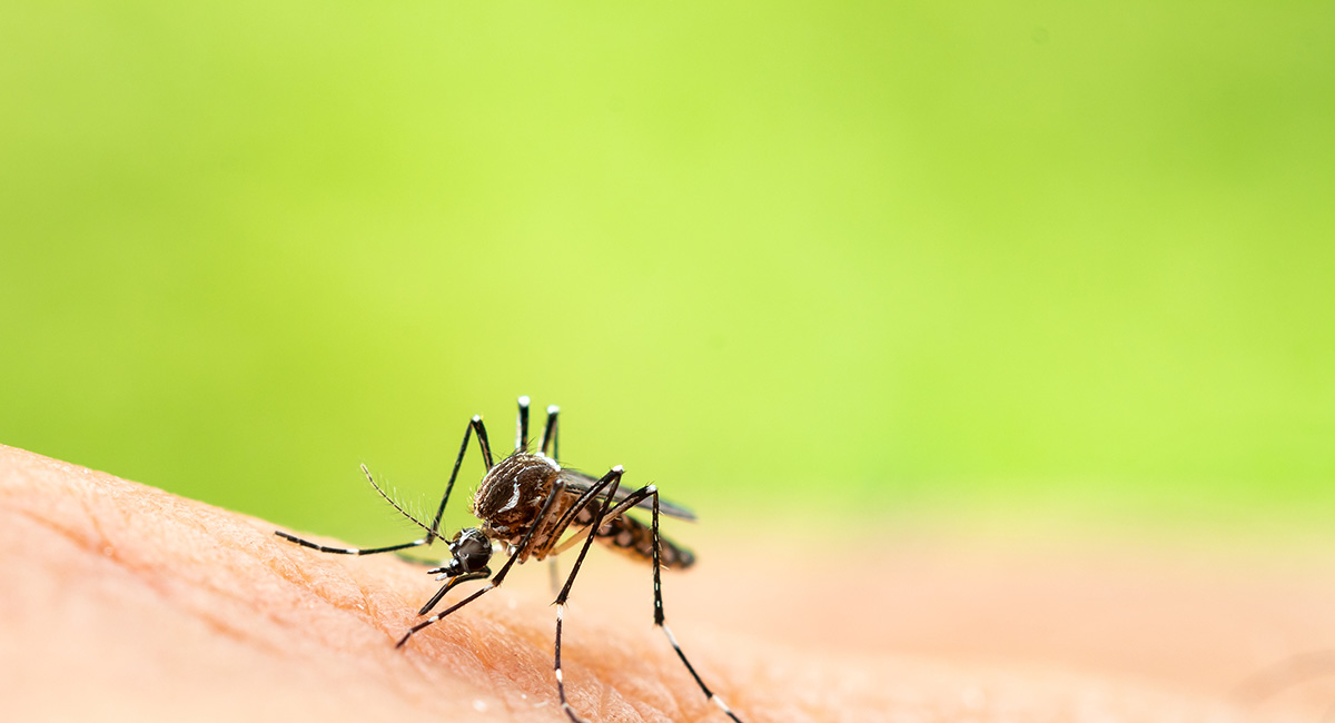 Mosquito Bites