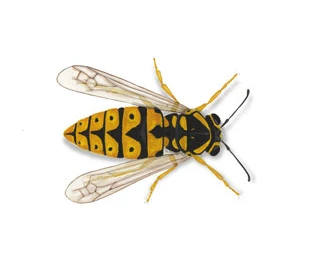 Yellow jackets