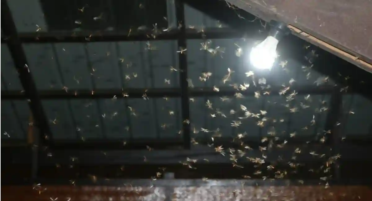 flying termite swarm under light bulb