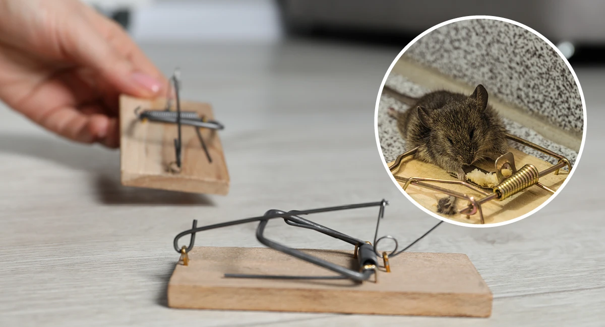 The first patented snap trap and the ‘Little Nipper’