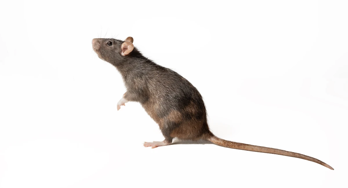 Brown rat