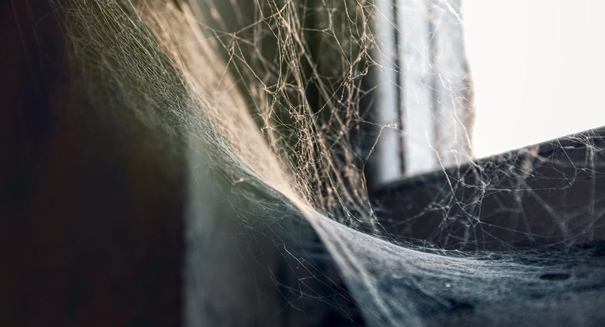 spider web at the window