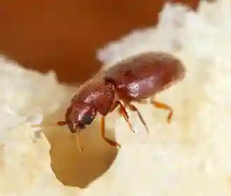 Cigarette beetle