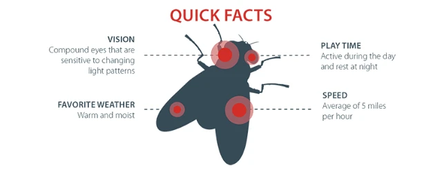 Flies are very sensitive to lights