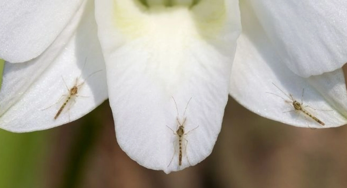 moustique sur une fleur