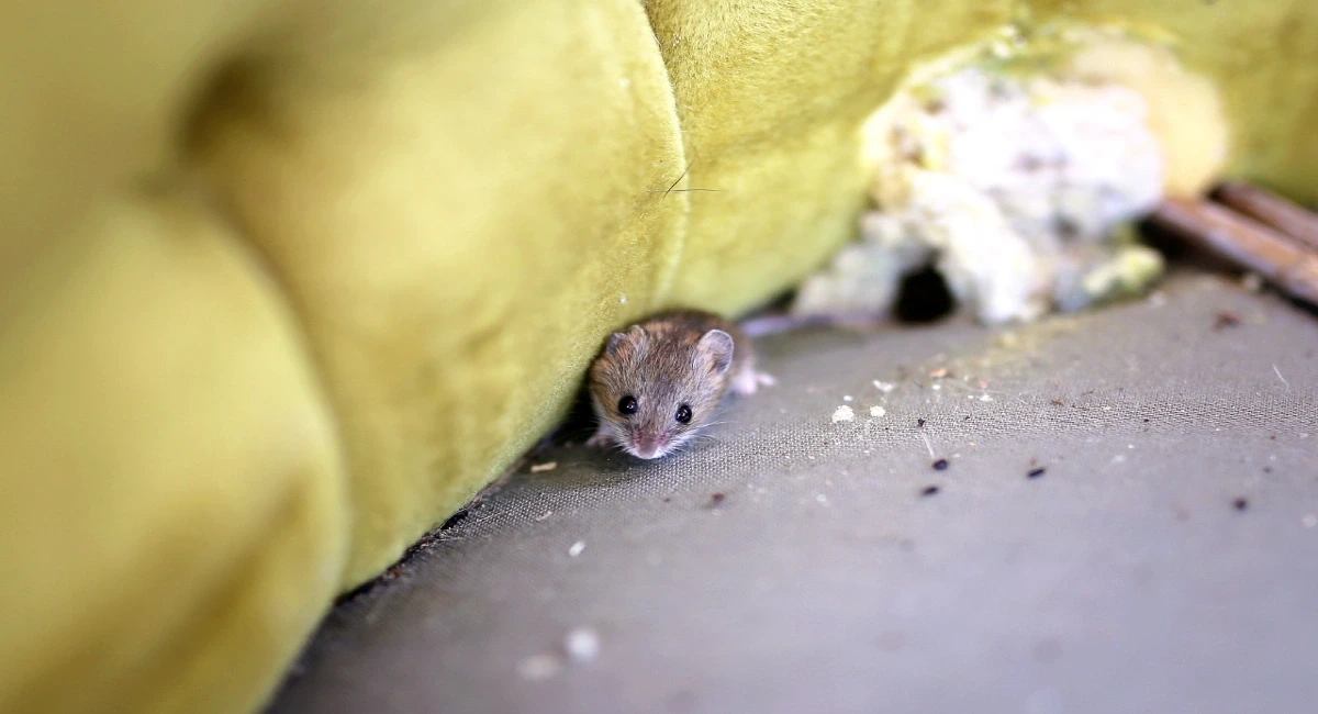 Ratten en muizenoverlast? Rentokil kan helpen