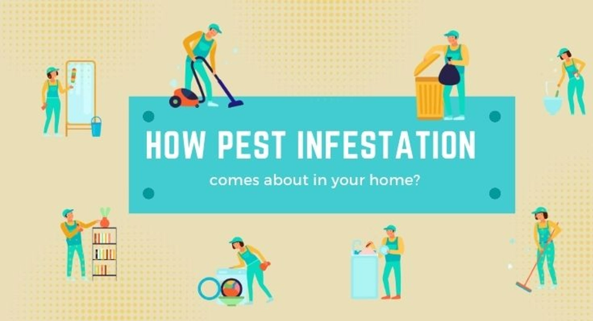 Debugged Blog Five Ways To Detect Pest Infestation Causes of Pest Problem