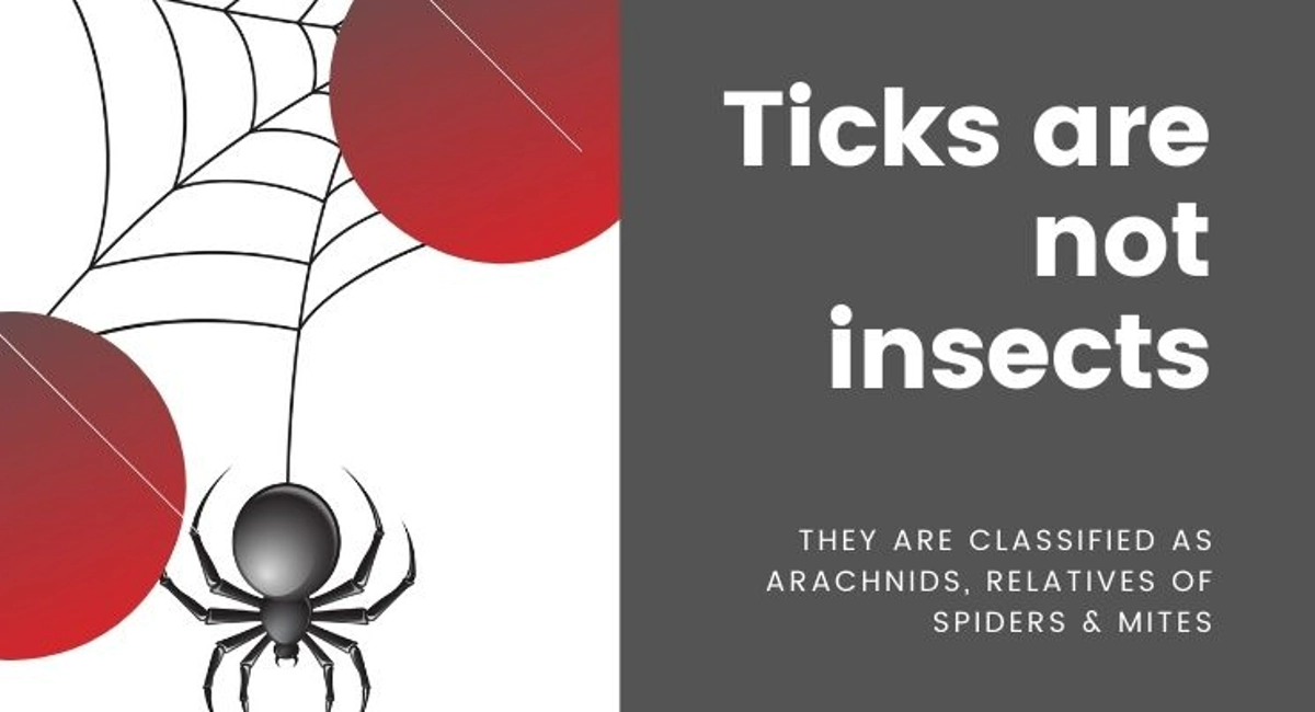Debugged Blog Complete Guide For Ticks And Fleas Control Ticks Fun Facts