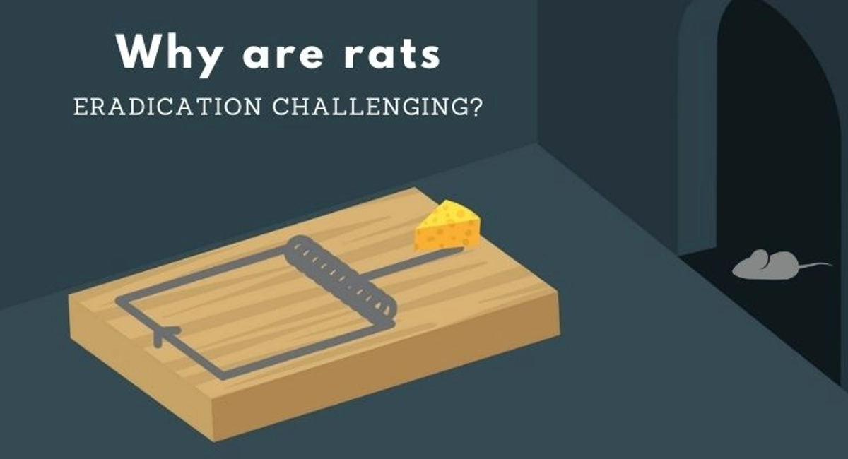 Debugged Blog Ten Questions To Ask About Rats Control Why Rats Eradication Are Challenging