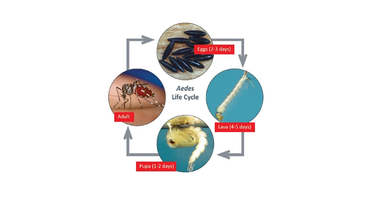 Mosquito life cycle