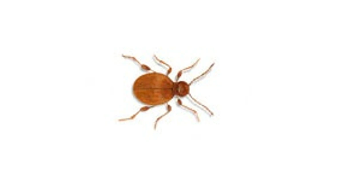 Golden spider beetle (Niptus hololeucus)
