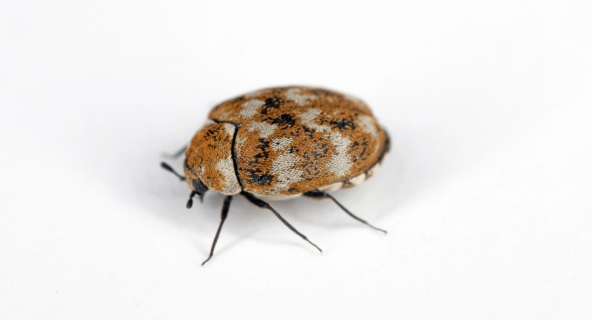 Furniture carpet beetle