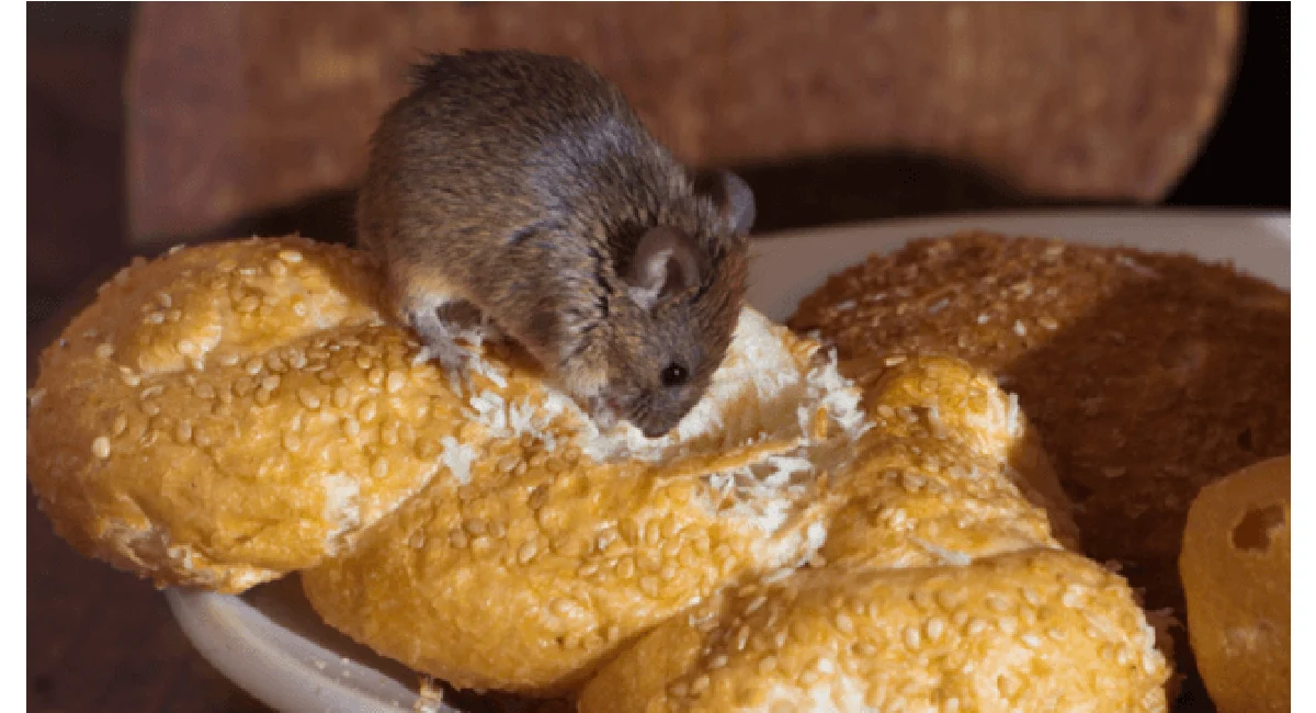 knaagdier-met-brood