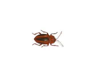 Fungus beetles