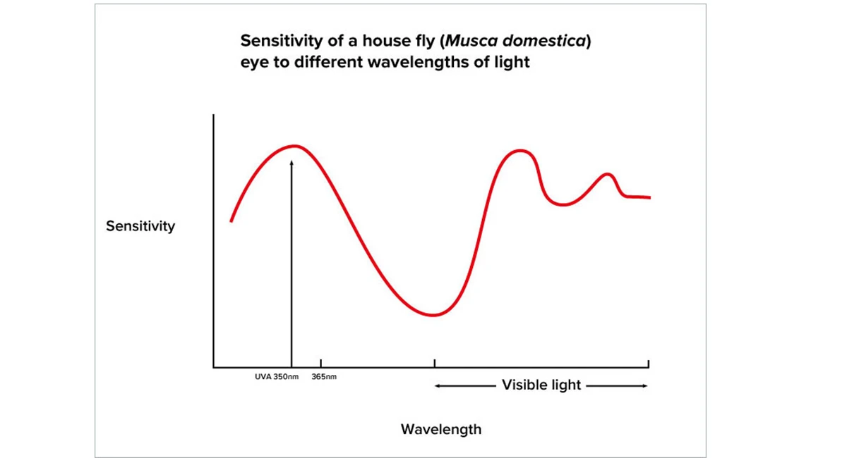 UV light for fly control