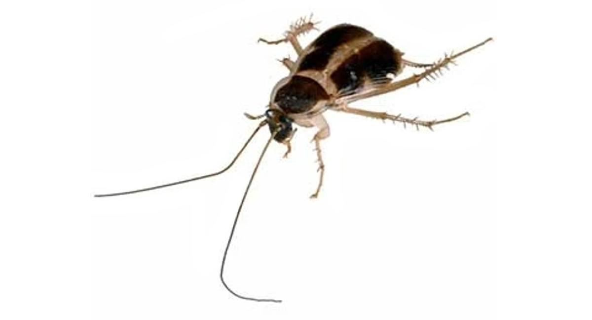 ant