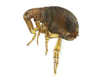 human-flea