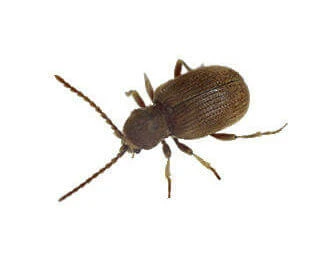 Australian Spider Beetle
