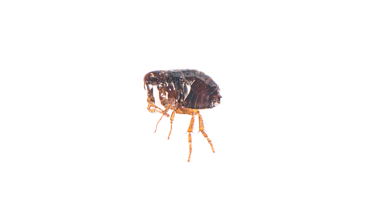 Dog Flea