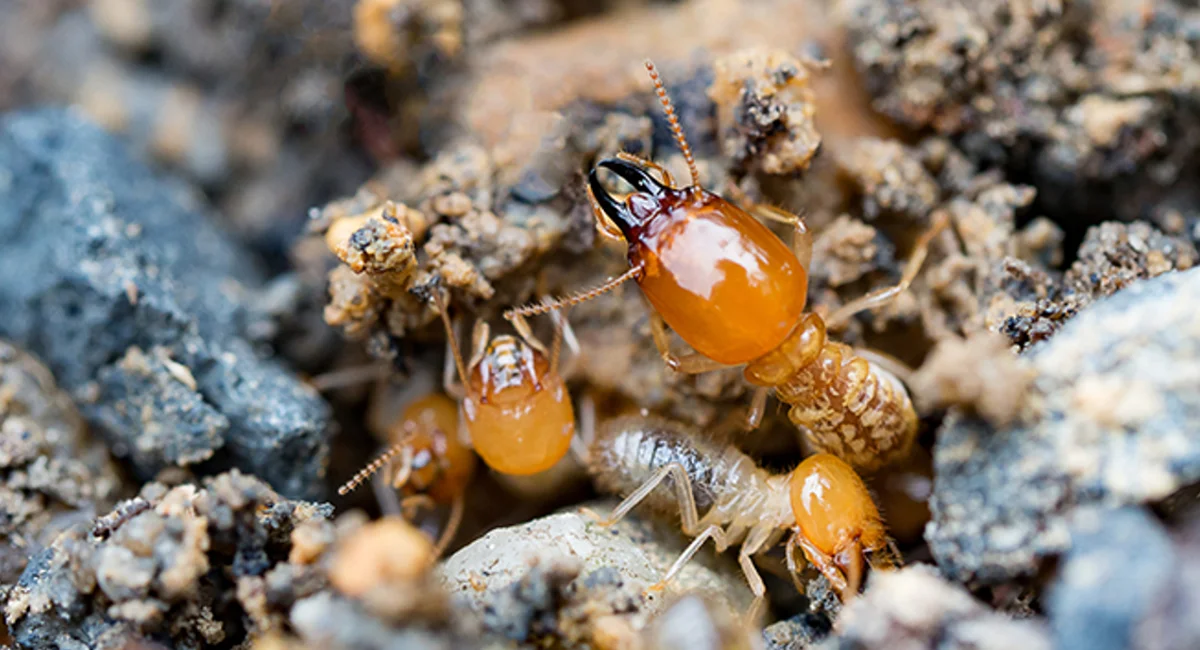 Rentokil Termite Protection Plan
