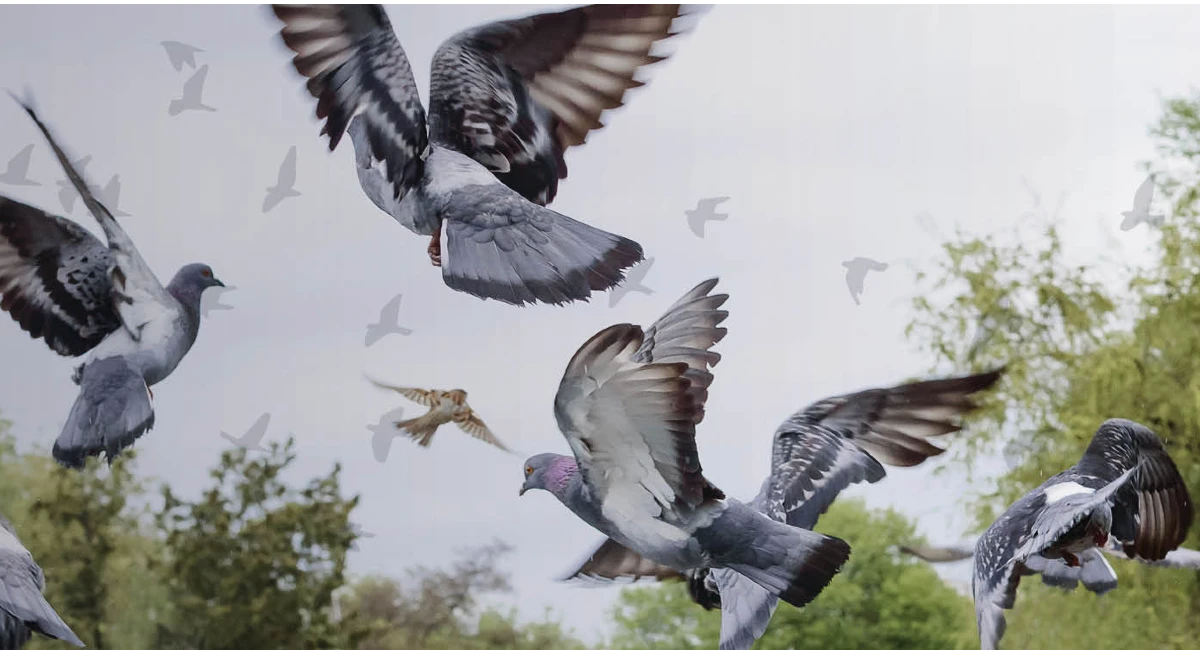 pigeons flying