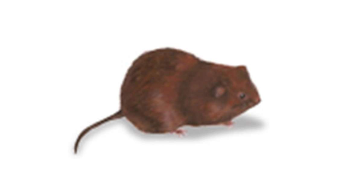 Graslandwoelmuis