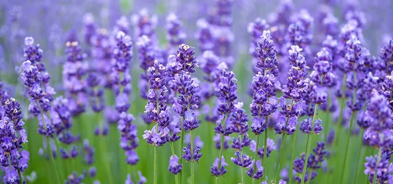 Lavender plant