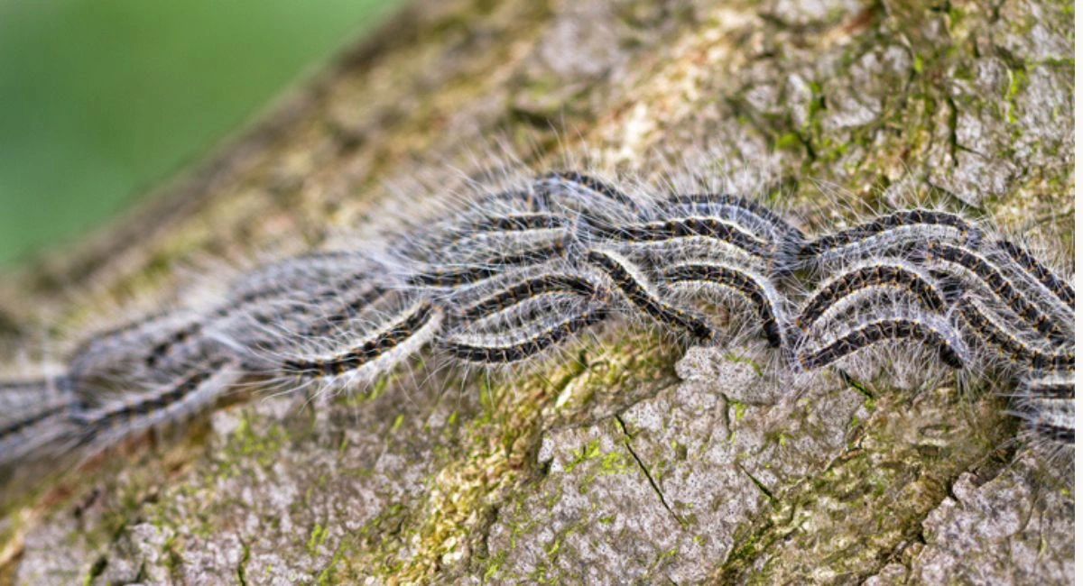 chenille processionnaire du chêne