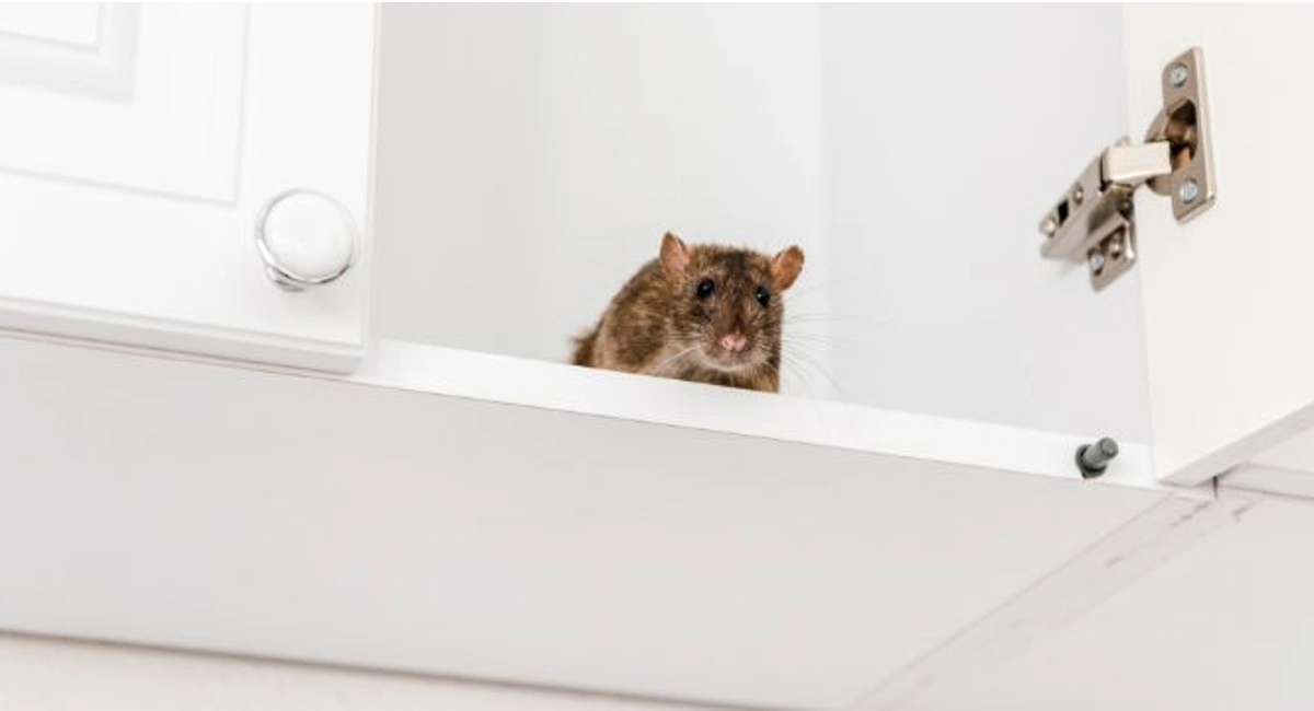 muis in de keuken