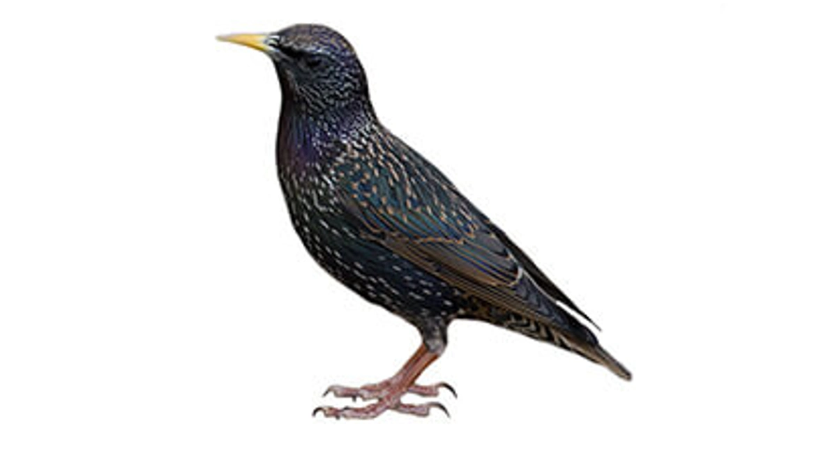 Starlings