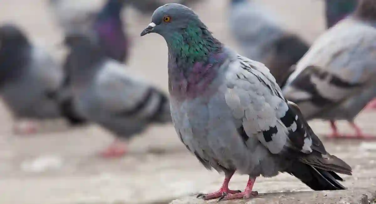 urban pigeons close up