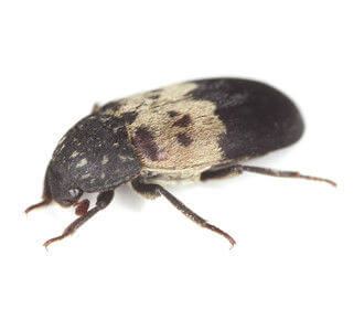 Larder beetle