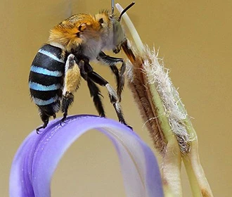 Australian mortar bee