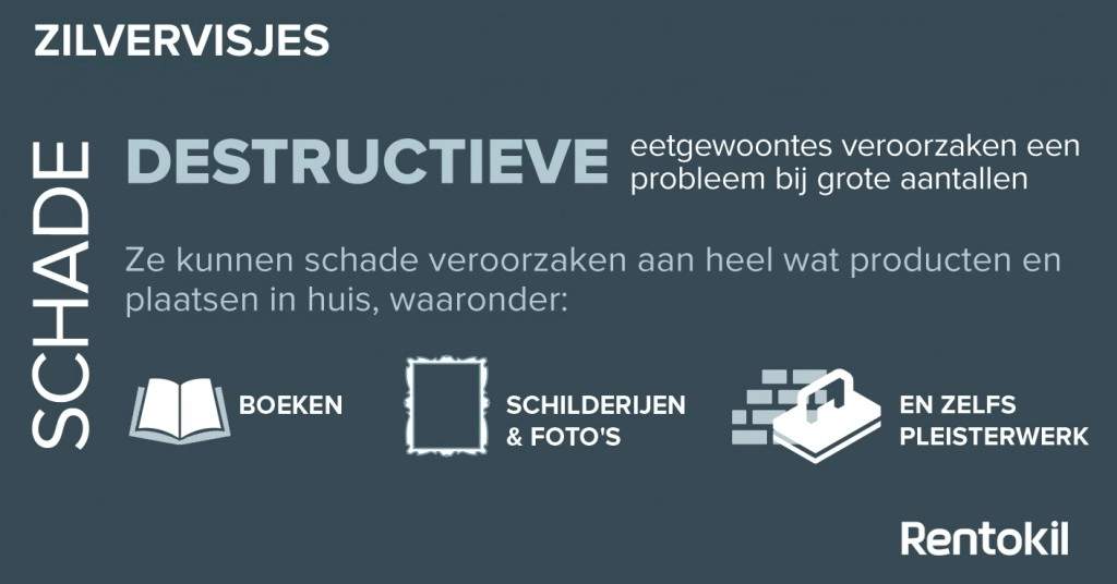 Zijn zilvervisjes schadelijk?