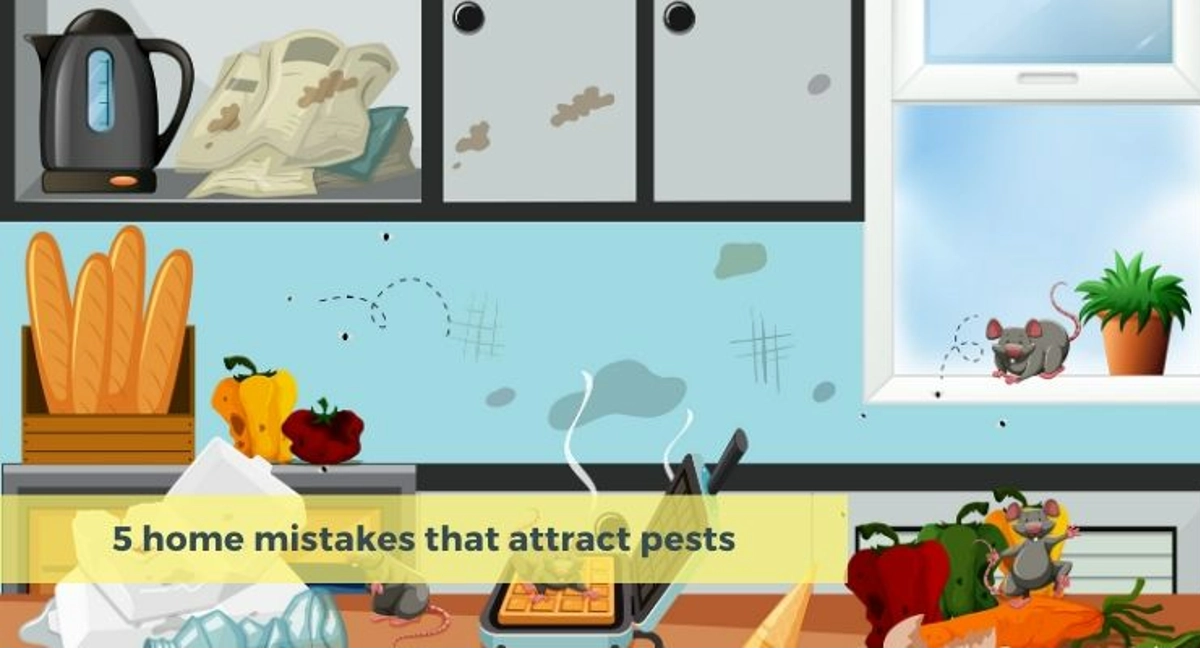 Debugged Blog 10 Organising Tips For A Pest Free Home Common Home Mistakes That Attracts Pests