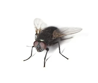 Bluebottle