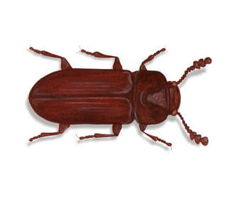 Rust-red flour beetle (Tribolium casteneum)