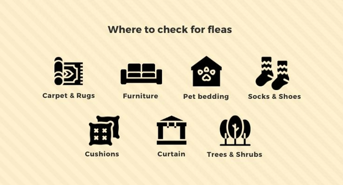Debugged Blog Can You Get Fleas Without Pets Where To Check For Fleas