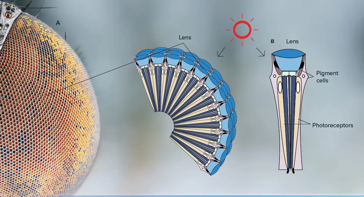Structure of fly eye