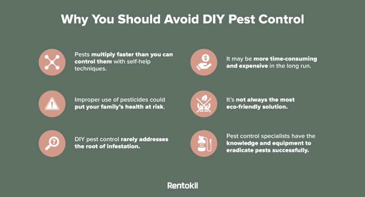 why you should avoid DIV pest control