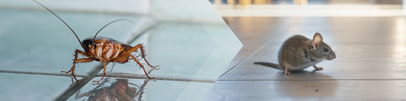 Technician monitoring pests using integrated pest management
