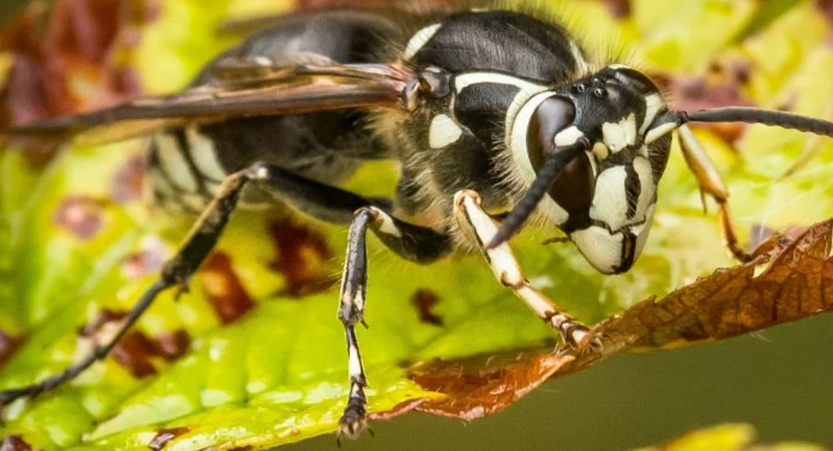 Bald-faced hornets