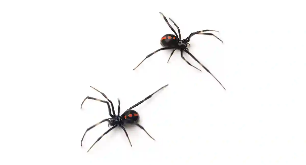 Black widow spider