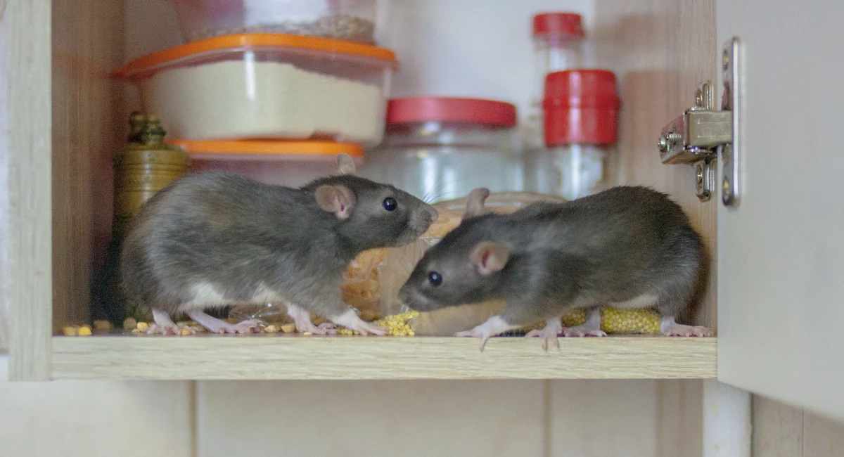 rats sitting on kitchen cabinet