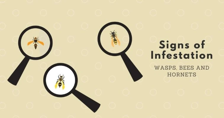 Wasps Bees Hornets Infestation Signs