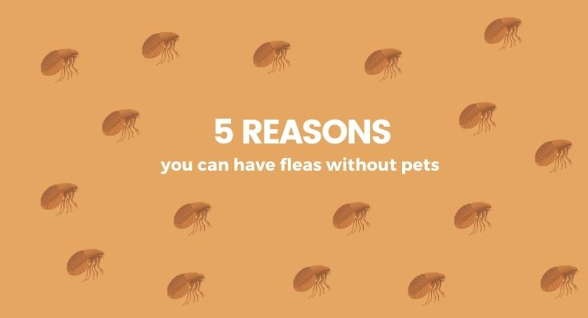 Debugged Blog Can You Get Fleas Without Pets 5 Reasons You Can Have Fleas Without Pets
