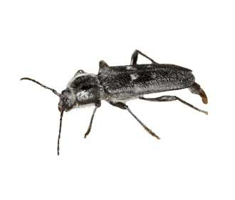 Longhorn Beetle (Kumbang Sesungut Panjang)
